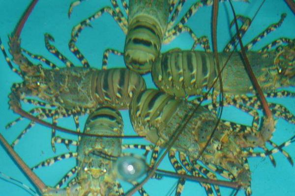 青龍蝦市場價格多少錢一斤 小青龍是什么龍蝦