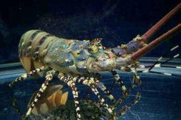 青龍蝦市場價格多少錢一斤 小青龍是什么龍蝦