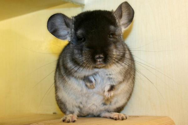 龍貓和倉(cāng)鼠的區(qū)別是什么 龍貓什么顏色最貴