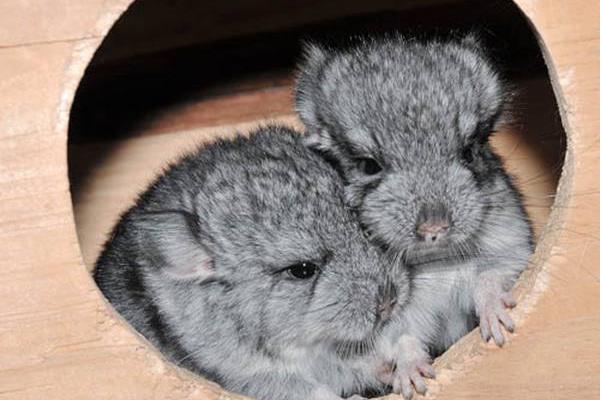 龍貓會認主人嗎 龍貓討厭主人的表現 龍貓的智商相當于幾歲