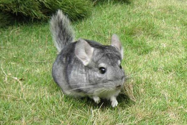 龍貓是什么動物 龍貓是老鼠嗎 龍貓為什么叫龍貓