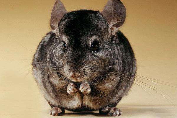 龍貓怎么區分公母 龍貓適合的溫度是多少