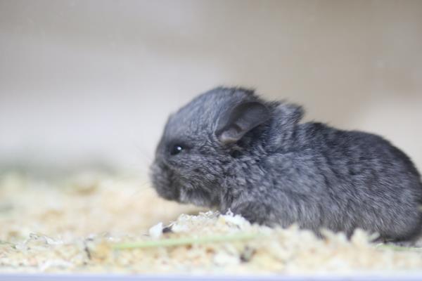 龍貓好養嗎 養龍貓的危害是什么