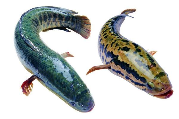 黑魚能長多大 最大的黑魚有多大