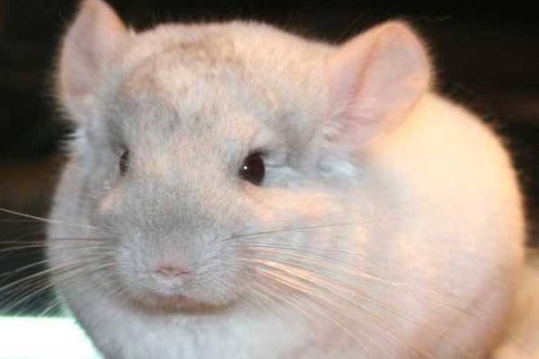 龍貓掉毛厲害怎么處理 龍貓夏天沒空調怎么辦