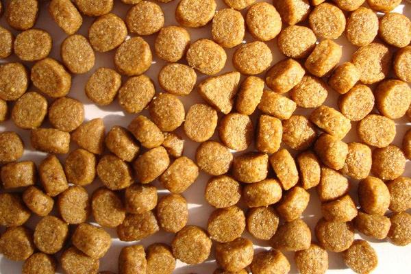 松獅吃什么狗糧好 松獅犬能長多大