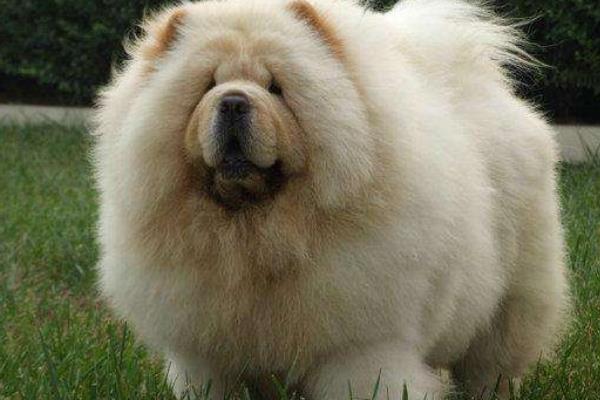 松獅吃什么狗糧好 松獅犬能長多大