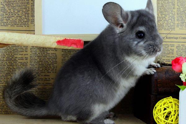 龍貓怎么養 龍貓養一只還是一對