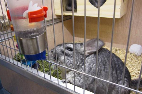 龍貓怎么養 龍貓養一只還是一對