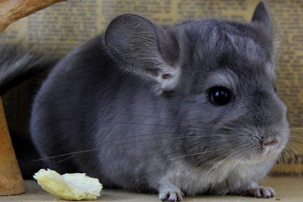 龍貓怎么養 龍貓養一只還是一對