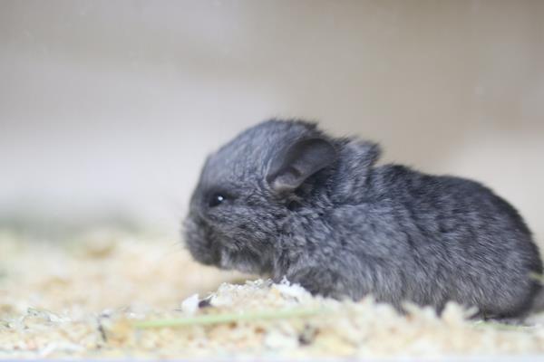 龍貓怎么養 龍貓養一只還是一對