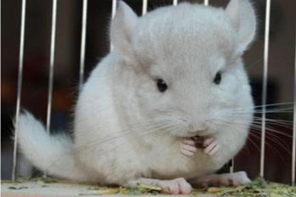 龍貓怎么養 龍貓養一只還是一對