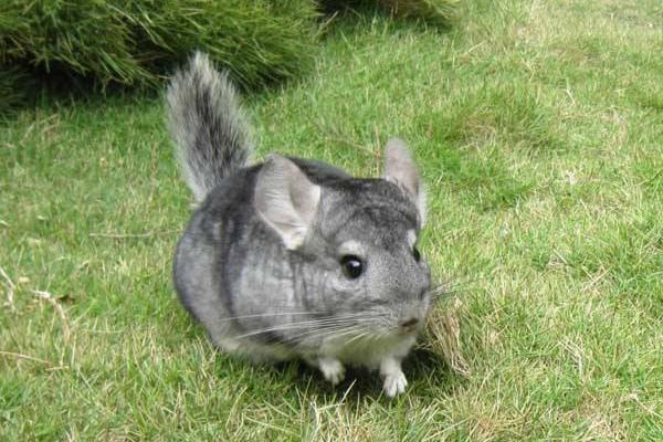 龍貓怎么養 龍貓養一只還是一對