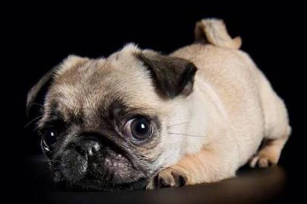 斗牛犬和八哥犬的區(qū)別是什么 八哥犬和斗牛犬哪個(gè)臭