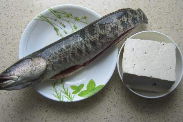 黑魚下奶嗎 黑魚什么人不能吃