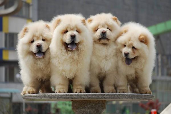 松獅怎么看純不純 松獅剃毛多久能長出