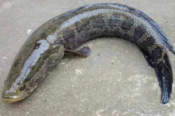 黑魚怎么養 黑魚養殖技術與注意事項