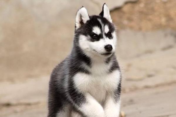 哈士奇不能吃什么 哈士奇可以長多大