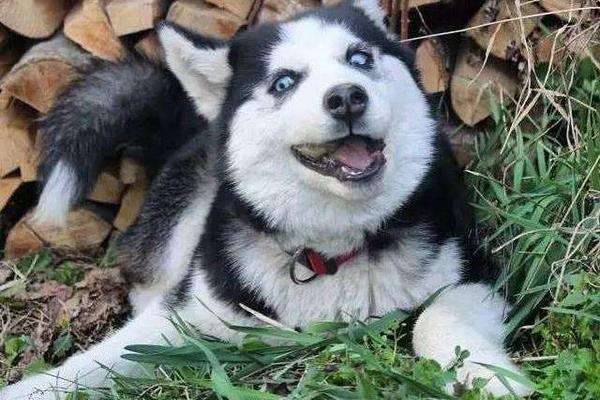 哈士奇是狼嗎 哈士奇兇嗎