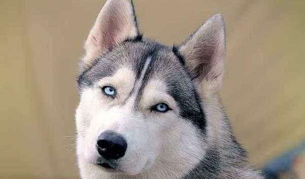 哈士奇是狼嗎 哈士奇兇嗎