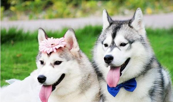 哈士奇是狼嗎 哈士奇兇嗎