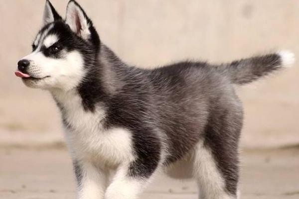 哈士奇是狼嗎 哈士奇兇嗎