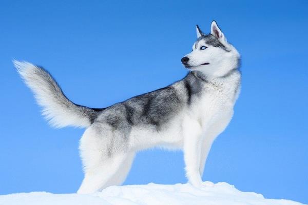 哈士奇是狼嗎 哈士奇兇嗎