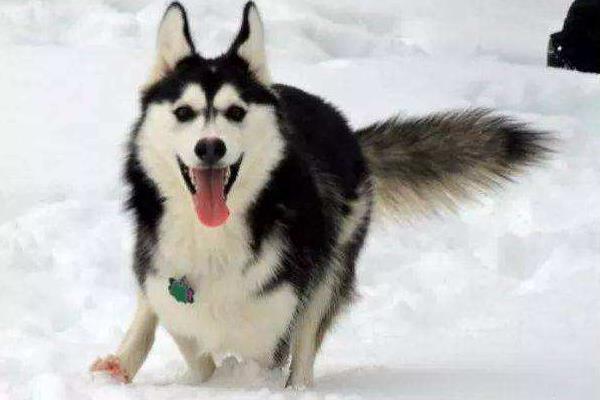 哈士奇為什么傻 哈士奇為什么叫二哈