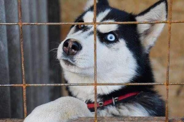 哈士奇為什么傻 哈士奇為什么叫二哈