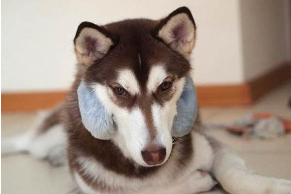 哈士奇為什么傻 哈士奇為什么叫二哈