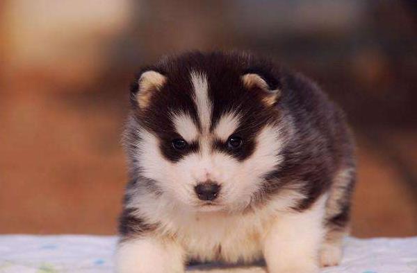 哈士奇為什么傻 哈士奇為什么叫二哈