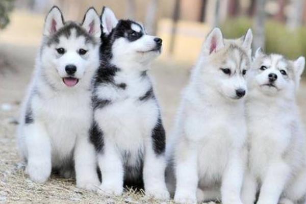 哈士奇為什么傻 哈士奇為什么叫二哈