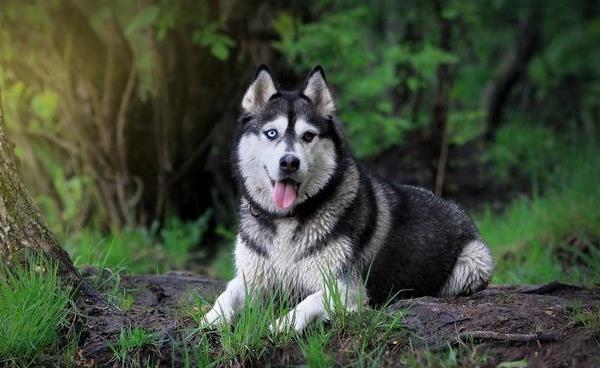 哈士奇為什么傻 哈士奇為什么叫二哈