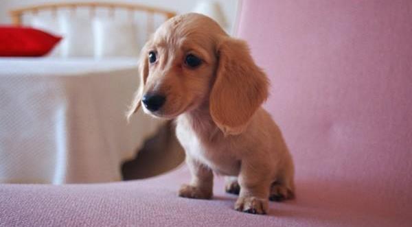 茶杯犬怎么來的 茶杯犬為什么不能養