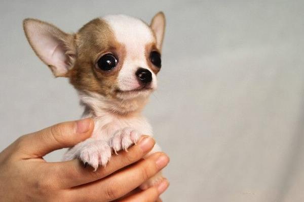 茶杯犬能活多久 茶杯犬為什么容易死