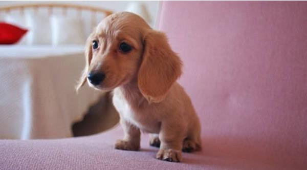 茶杯犬能活多久 茶杯犬為什么容易死