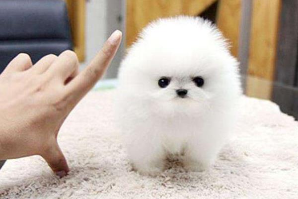 茶杯犬能活多久 茶杯犬為什么容易死