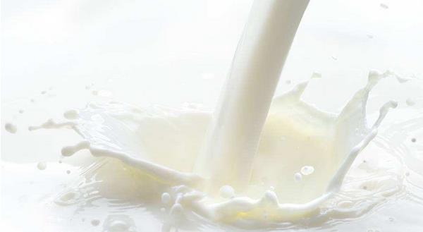 茶杯犬能活多久 茶杯犬為什么容易死