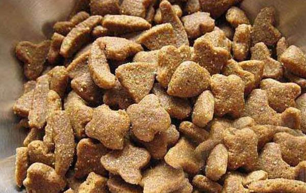 茶杯犬能活多久 茶杯犬為什么容易死