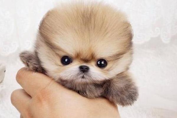 茶杯犬能活多久 茶杯犬為什么容易死