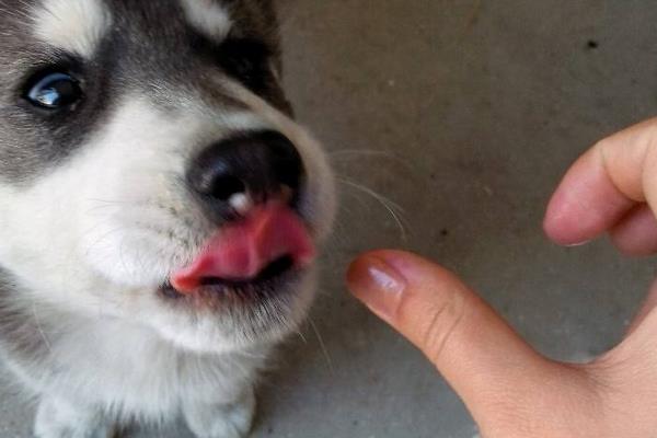 哈士奇不能吃什么 哈士奇可以長多大