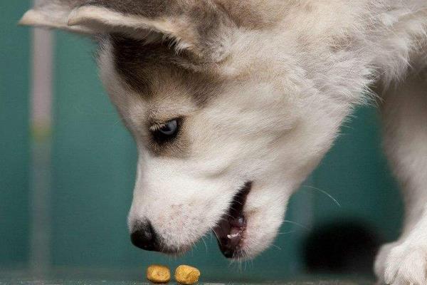 哈士奇不能吃什么 哈士奇可以長多大
