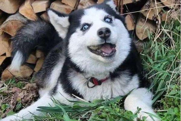 哈士奇不能吃什么 哈士奇可以長多大