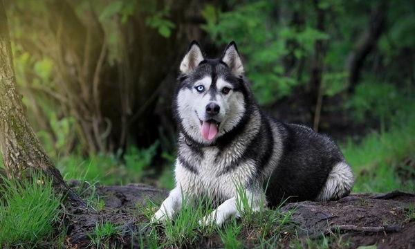 哈士奇不能吃什么 哈士奇可以長多大