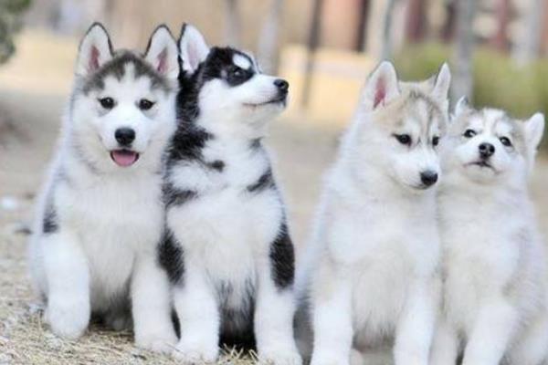 哈士奇不能吃什么 哈士奇可以長多大