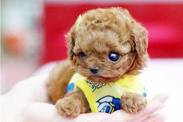 茶杯犬怎么養 茶杯犬好養嗎