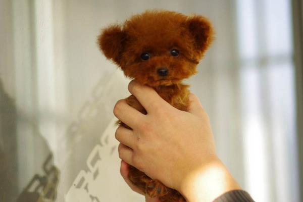 茶杯犬可以生小狗嗎 茶杯犬是怎么培育出來的