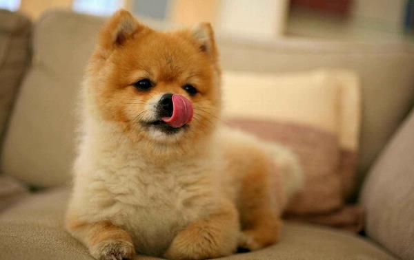 柴犬和秋田犬的區別是什么 柴犬和秋田犬哪個貴