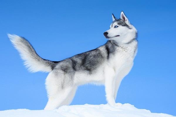 哈士奇該怎么訓練 哈士奇能活多少年