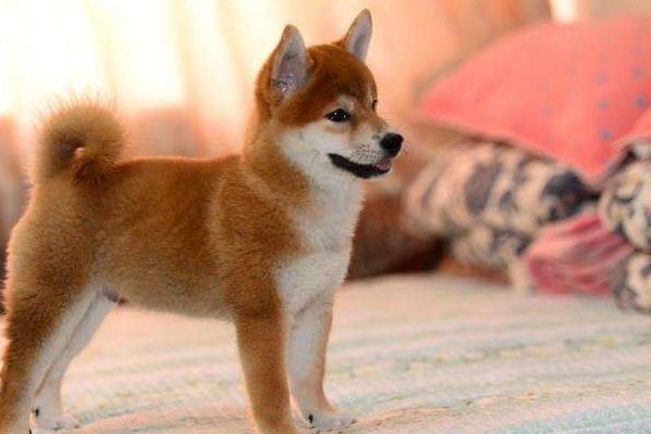 柴犬好養(yǎng)嗎 柴犬掉毛嗎 柴犬的缺點是什么